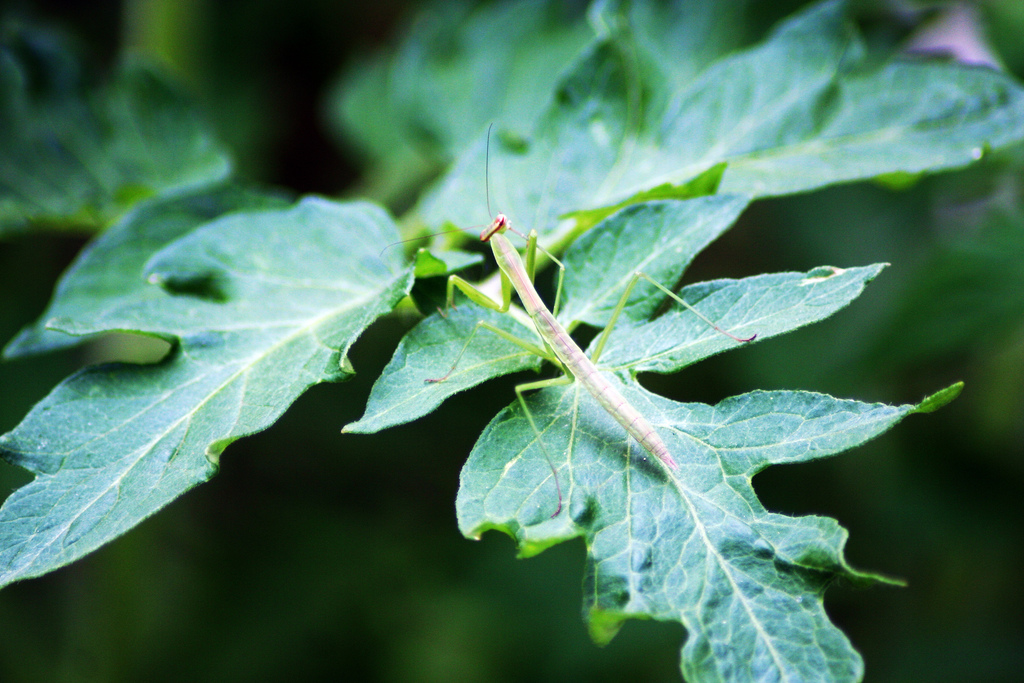 Where Are You, Plasticmind?